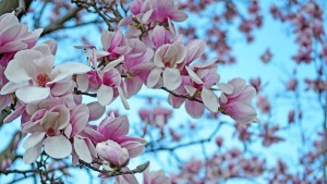 savon de marseille maakt zeep van deze heerlijke magnolia bloemengeur